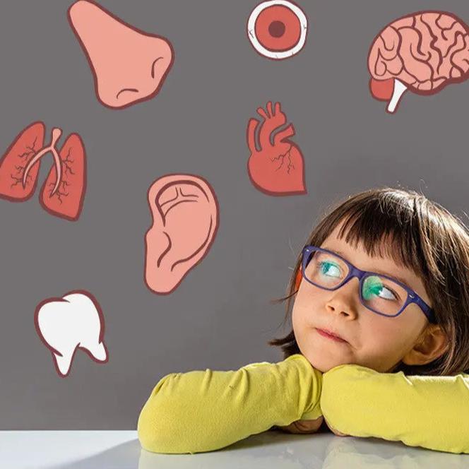 Human Body Puzzle Seaside-Montessori