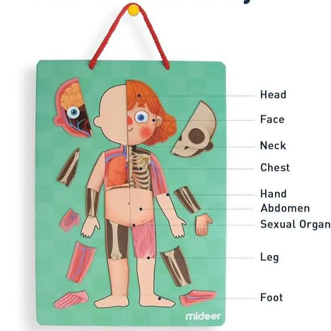 Human Body Puzzle Seaside-Montessori